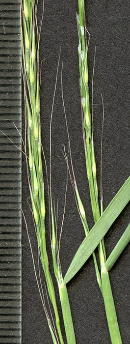  Muhlenbergia tenuifolia